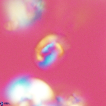 Helicosphaerella philippinensis VR 09700