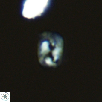 Helicosphaerella philippinensis VR 09845