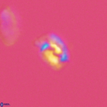 Helicosphaerella philippinensis VR 09847