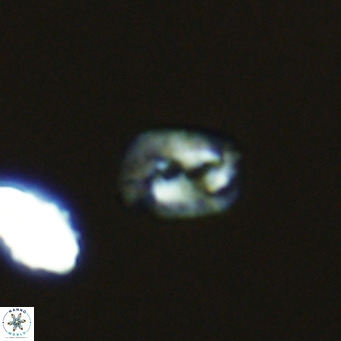 Helicosphaerella philippinensis VR 09849