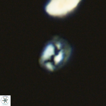 Helicosphaerella philippinensis VR 09840