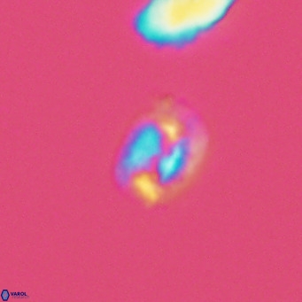 Helicosphaerella philippinensis VR 09841