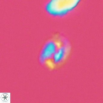 Helicosphaerella philippinensis VR 09841