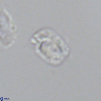 Helicosphaerella philippinensis VR 09854