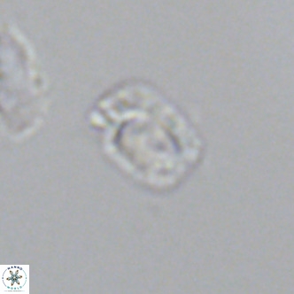 Helicosphaerella philippinensis VR 09854