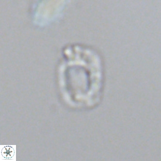 Helicosphaerella philippinensis VR 09856