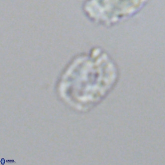 Helicosphaerella philippinensis VR 09857