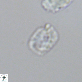 Helicosphaerella philippinensis VR 09857