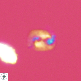 Helicosphaerella philippinensis VR 09850
