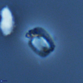 Helicosphaerella philippinensis VR 09860