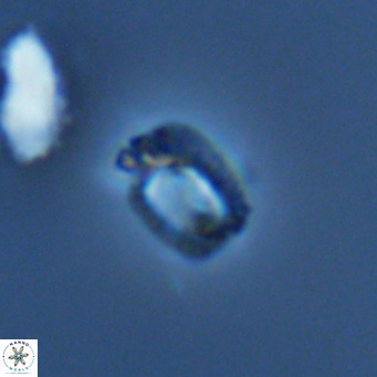 Helicosphaerella philippinensis VR 09860