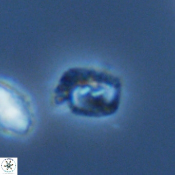 Helicosphaerella philippinensis VR 09862