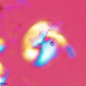 Helicosphaerella recta VR 024602