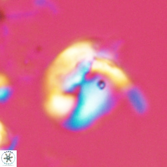 Helicosphaerella recta VR 024602