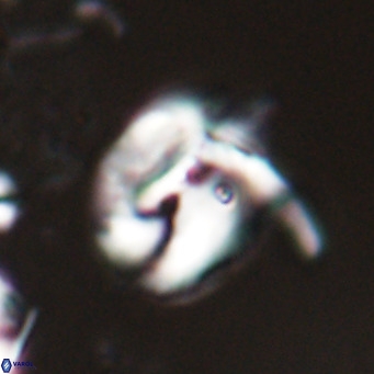 Helicosphaerella recta VR 024604