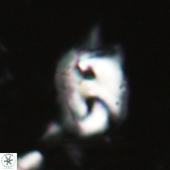 Helicosphaerella recta VR 028490