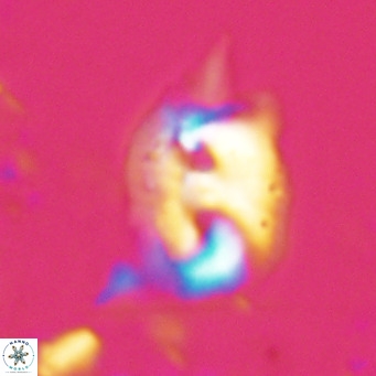 Helicosphaerella recta VR 028491