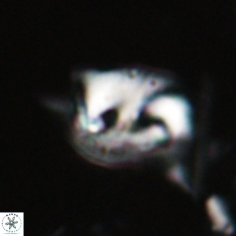 Helicosphaerella recta VR 028495