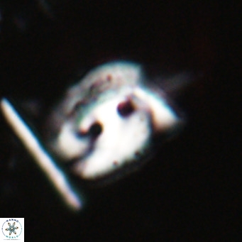 Helicosphaerella recta VR 028498