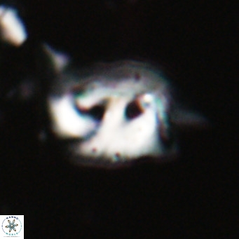 Helicosphaerella recta VR 028499