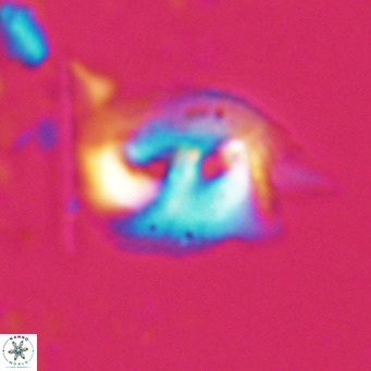 Helicosphaerella recta VR 028500