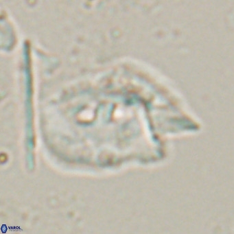 Helicosphaerella recta VR 028501