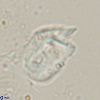 Helicosphaerella recta VR 028502