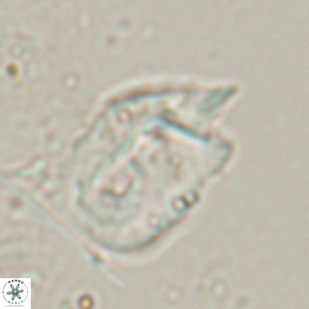 Helicosphaerella recta VR 028502