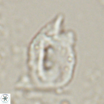 Helicosphaerella recta VR 028503