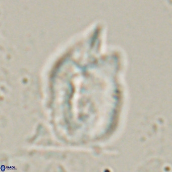 Helicosphaerella recta VR 028504