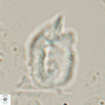 Helicosphaerella recta VR 028504