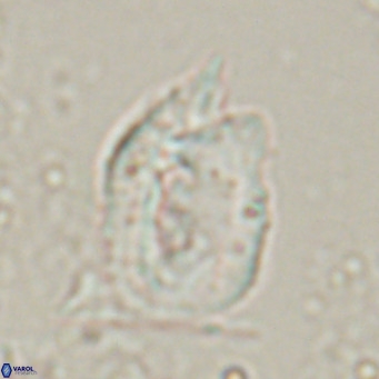 Helicosphaerella recta VR 028505