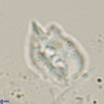 Helicosphaerella recta VR 028506