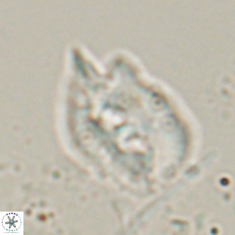 Helicosphaerella recta VR 028506