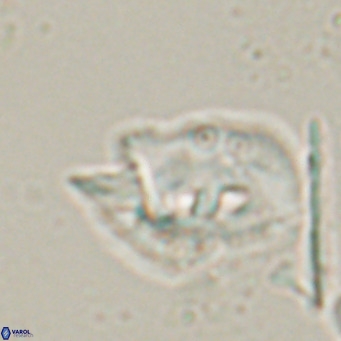 Helicosphaerella recta VR 028507