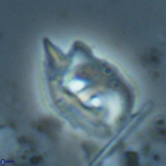 Helicosphaerella recta VR 028509