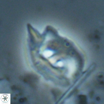 Helicosphaerella recta VR 028509