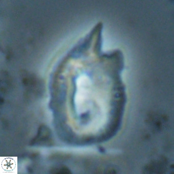 Helicosphaerella recta VR 028510