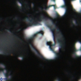 Helicosphaerella recta VR 028697