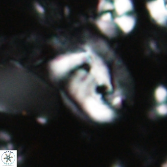 Helicosphaerella recta VR 028697