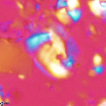 Helicosphaerella recta VR 028698