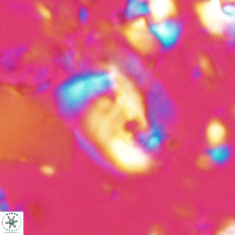 Helicosphaerella recta VR 028698