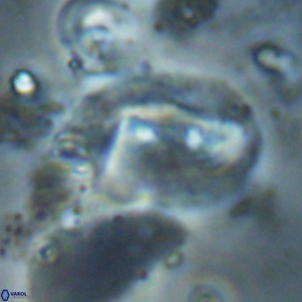 Helicosphaerella recta VR 028711