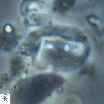 Helicosphaerella recta VR 028711
