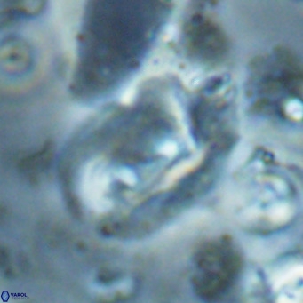 Helicosphaerella recta VR 028716