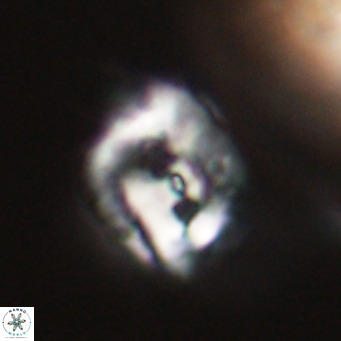 Helicosphaerella recta VR 32735