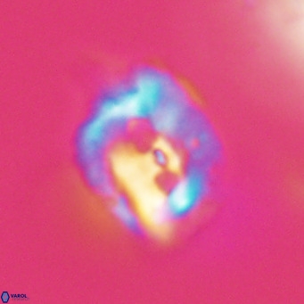 Helicosphaerella recta VR 32736
