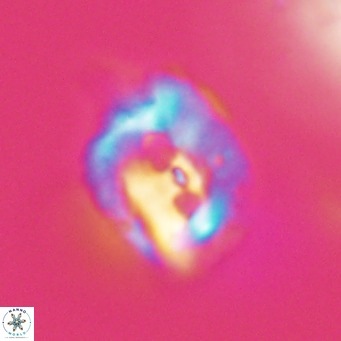Helicosphaerella recta VR 32736
