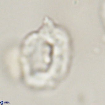 Helicosphaerella recta VR 32738