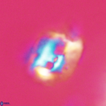 Helicosphaerella recta VR 32732